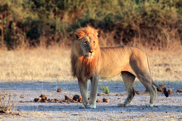 The Transvaal lion (Panthera leo krugeri) also known as the Southeast African lion .Big male with red mane in the savannah.