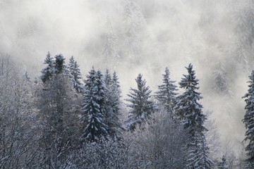 Forest Trees In Winter