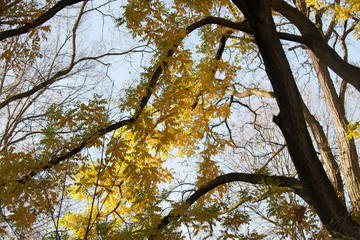 yellow tree in autumn