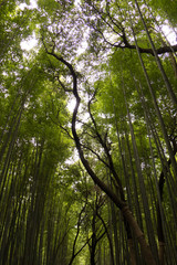 Arashiyama Bamboo Forest in Kyoto, Japan