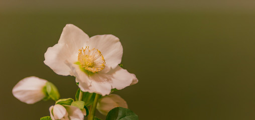 Christrose, Helleborus, Textraum