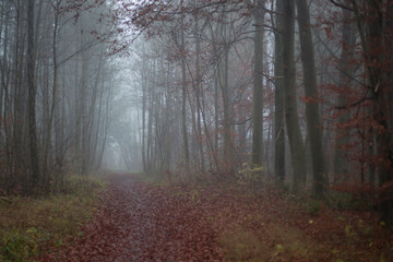 autumn forest road on a foggy morning