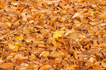 autumn leaves background