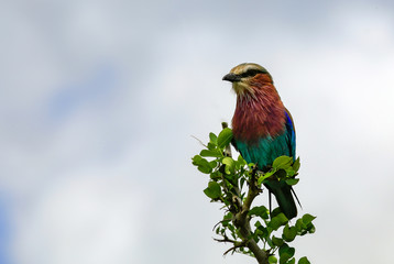 Lilac-breasted roller on branch with space for type