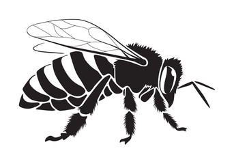 graphic bee, vector