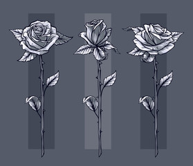 Graphic detailed graphic black and white roses flower with stem and leaves. On gray background. Vector icon set. Vol. 11 © GB_Art