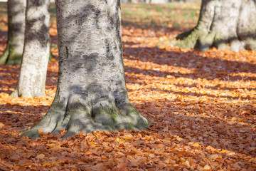 Obraz premium autumn in the park