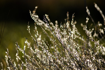 Dried field flowers in the autumn season at sunset.