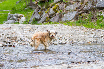 Dog outdoor in a park along a river, Bichon Havanais breed female