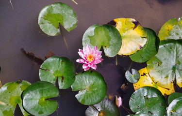 Lotuses in the pond