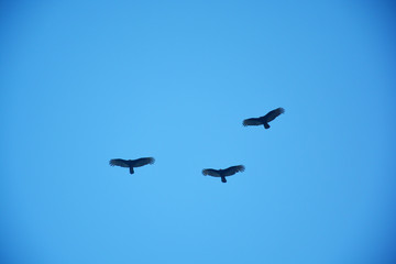 Birds hunt in the sky, Punta Cana, Bavaro, Dominican Republic