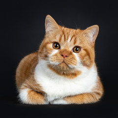 Cute youngster red tabby with white British Shorthair cat kitten laying with paws folded under body, looking at camera with orange eyes. Isolated on black Background.