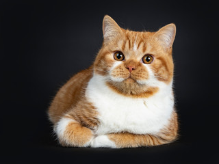 Cute youngster red tabby with white British Shorthair cat kitten laying with paws folded under body, looking beside camera with orange eyes. Isolated on black Background.