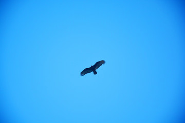 Birds hunt in the sky, Punta Cana, Bavaro, Dominican Republic