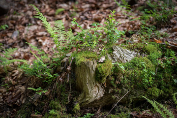 Baumstumpf im Wald