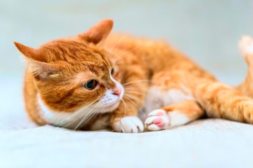 Fototapeta na wymiar studio portrait of a red cat