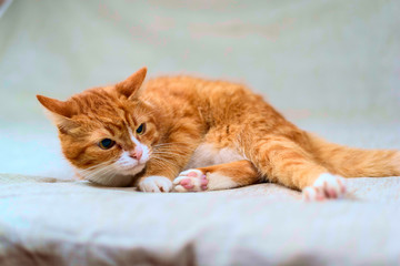 studio portrait of a red cat