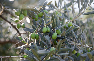 Olives on the tree