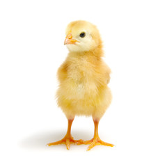  little newborn chickens isolated on white background