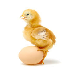 Fototapeta premium egg and chicken