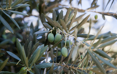 Olives on the tree