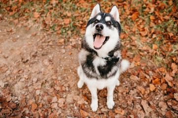 Obraz premium Dog breed Husky sitting on autumn leaves