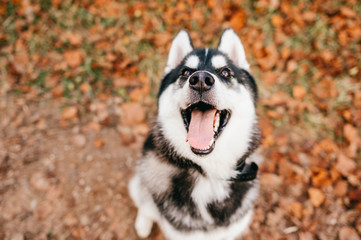 Obraz premium Pies rasy Husky siedzi na liściach jesienią