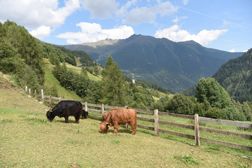 Naklejka premium mucche al pascolo 