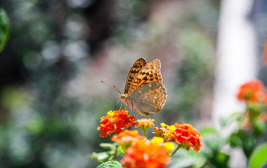 Butterfly sits on a flower