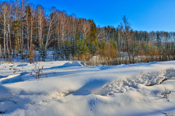 Sunny winter landscape with young green firs and white birches standing on the edge of the forest at background and snowdrifts at foreground. Blue sky and blue shadows on white snow