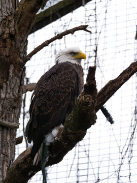A close up photograph of a large bald eagle with white head and brown feathers in an artificial habitat sitting on a tree branch with metal mesh fencing beyond.