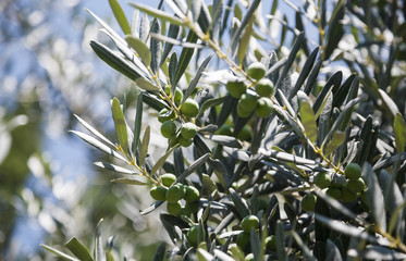 Obraz na płótnie Canvas Olives on the tree