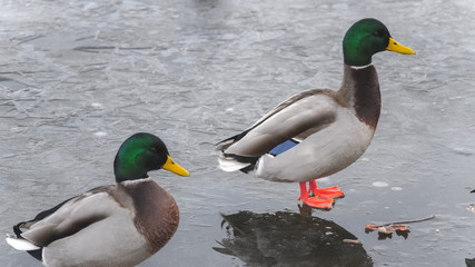 A closeup winter wildlife photograph of two male mallard drake ducks standing in a puddle of water on top of melting ice on a frozen pond in rural Wisconsin.
