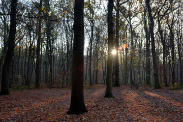 Winterwald