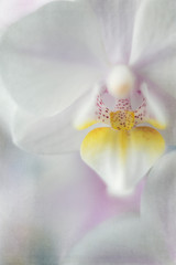 Close Up of White Orchid