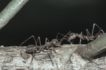 Behavior of ants. Red ants on leaf close up scale.