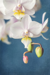 White Orchid against a Blue Background