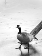 A black and white wildlife photo of a single Canadian goose walks across a frozen pond in front of a bare tree log protruding out of the ice in the winter season in Wisconsin.