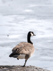 A Canadian goose stands on one leg on a rock at the shoreline of a frozen pond or lake in rural Wisconsin in the winter season.