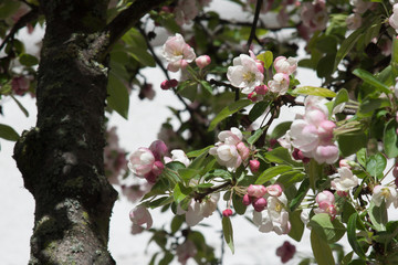 blooming apple tree in spring