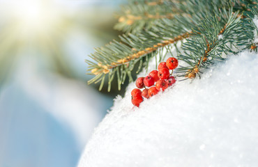 Red berries and spruce branch lying in the snow.