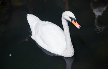 White Swan in the pond