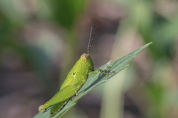 A  green grasshopper in nature background.