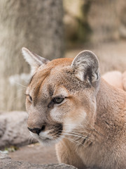 A closeup portrait photograph of a wild puma mountain lion or cougar with soft cream colored fur and blurred bokeh background.
