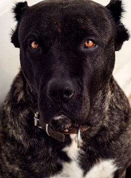 Big dog Perro de Presa Canario with beautiful sad eyes