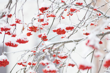 Red berries covered with snow. Rowan bunches on snowy tree. Christmas or new year concept.