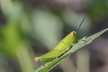 A  green grasshopper in nature background.