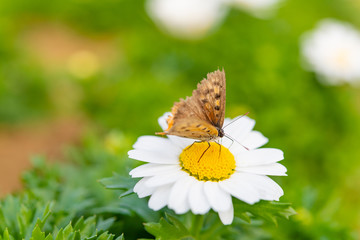昆虫　マクロ撮影　マクロの世界