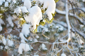 winter background fresh fir tree branches covered with snow.
