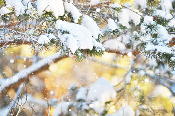 winter background fresh fir tree branches covered with snow.